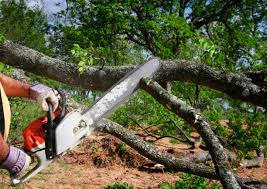 Best Leaf Removal  in Marietta Alderwood, WA