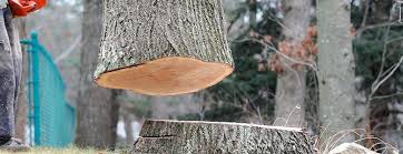 Best Emergency Tree Removal  in Marietta Alderwood, WA