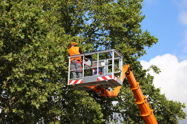 Best Firewood Processing and Delivery  in Marietta Alderwood, WA