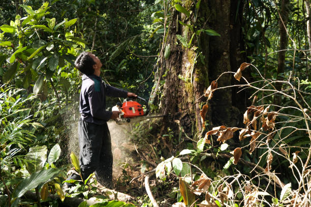Best Tree Maintenance Programs  in Marietta Alderwood, WA