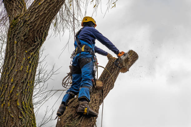 Best Utility Line Clearance  in Marietta Alderwood, WA