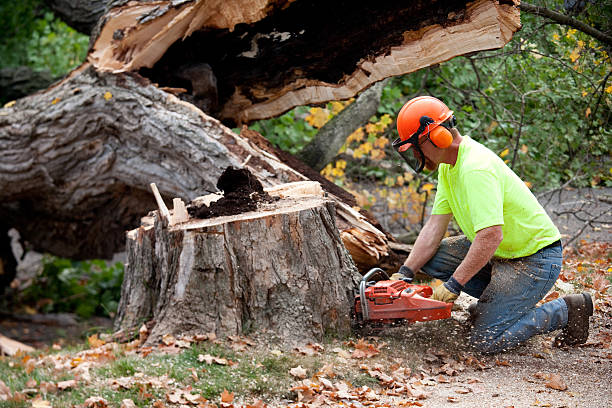 Best Seasonal Cleanup (Spring/Fall)  in Marietta Alderwood, WA
