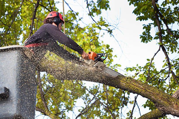 Best Stump Grinding and Removal  in Marietta Alderwood, WA
